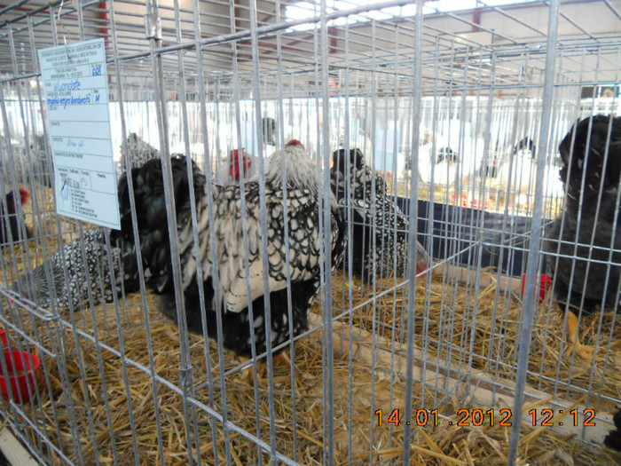 shighisoara 2012 049 - Expo nationala Shighisoara 2012