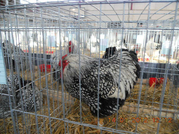 shighisoara 2012 050 - Expo nationala Shighisoara 2012