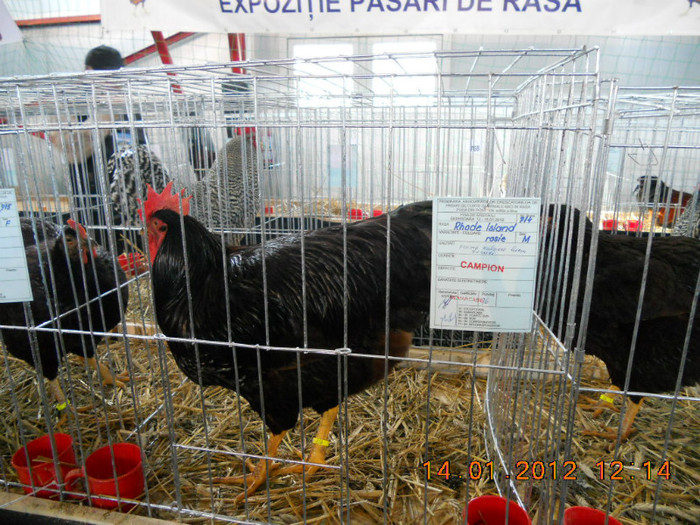 shighisoara 2012 052 - Expo nationala Shighisoara 2012