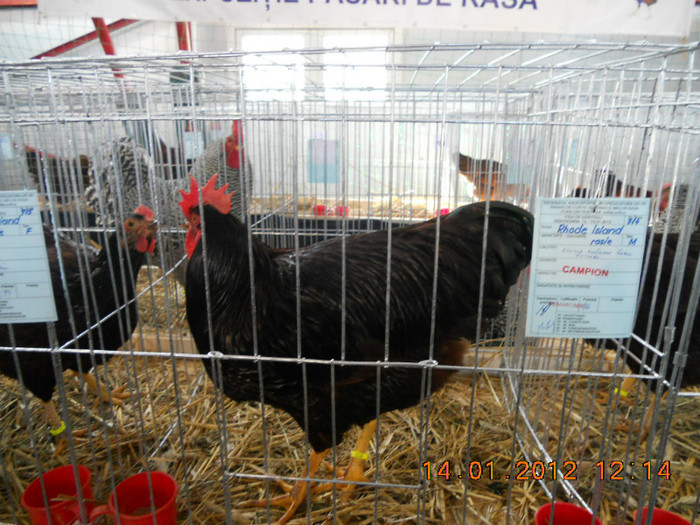 shighisoara 2012 053 - Expo nationala Shighisoara 2012