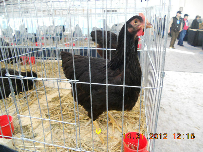 shighisoara 2012 057 - Expo nationala Shighisoara 2012