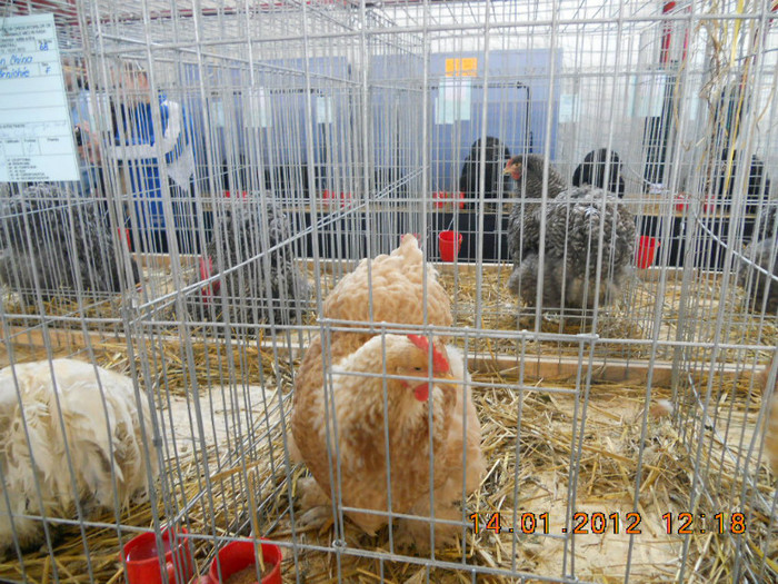 shighisoara 2012 064 - Expo nationala Shighisoara 2012