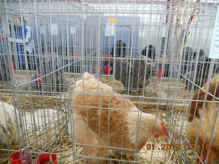 shighisoara 2012 065 - Expo nationala Shighisoara 2012