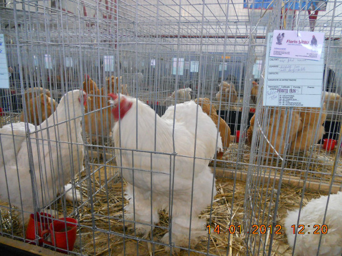 shighisoara 2012 074 - Expo nationala Shighisoara 2012