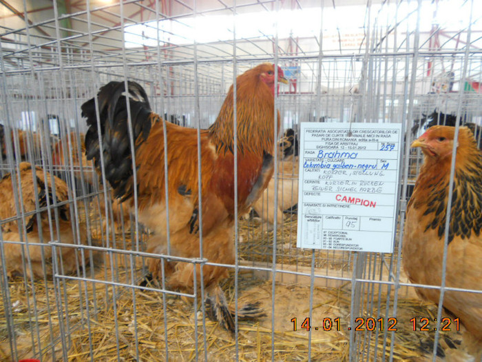 shighisoara 2012 077 - Expo nationala Shighisoara 2012