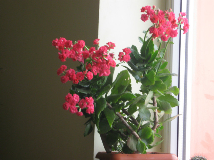  - A KALANCHOE