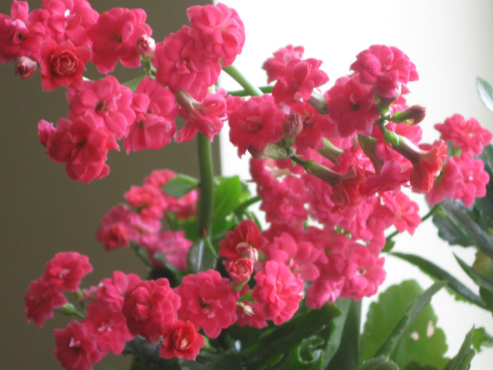  - A KALANCHOE