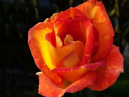 orange rose by 02 picsofflowers_blogspot_com - x-Rose-trandafiri-x