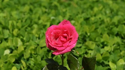 pink rose 01 by picsofflowers_blogspot_com - x-Rose-trandafiri-x