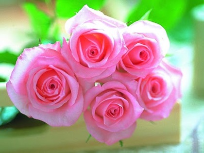 pink rose 02 by picsofflowers_blogspot_com - x-Rose-trandafiri-x