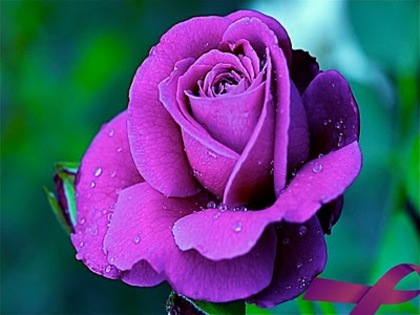 purple rose 03 by picsofflowers_blogspot_com - x-Rose-trandafiri-x