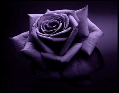 purple rose by picsofflowers_blogspot_com - x-Rose-trandafiri-x