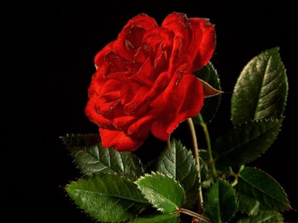 red rose by picsofflowers_blogspot_com - x-Rose-trandafiri-x