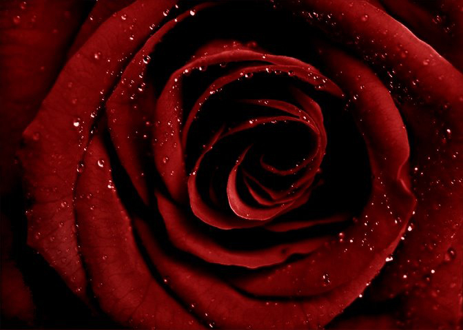 RedRoseQueen2[1] - x-Rose-trandafiri-x