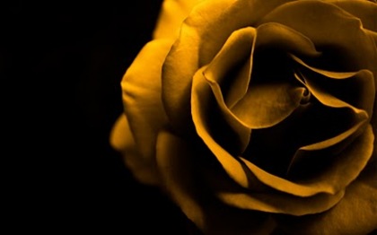 yellow rose 01 by picsofflowers_blogspot_com - x-Rose-trandafiri-x