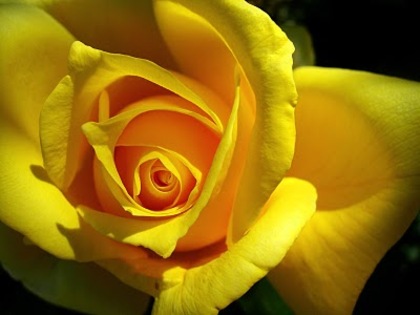 yellow rose 02 by picsofflowers_blogspot_com - x-Rose-trandafiri-x