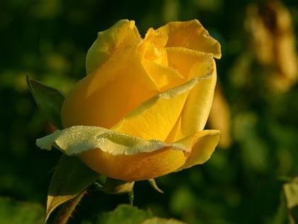 yellow rose 03 by picsofflowers_blogspot_com - x-Rose-trandafiri-x