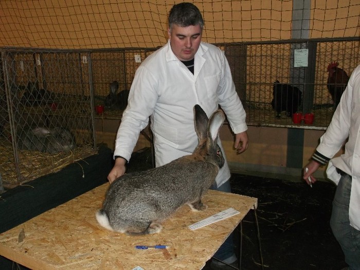 SE LANSEAZA LA MORCOVI