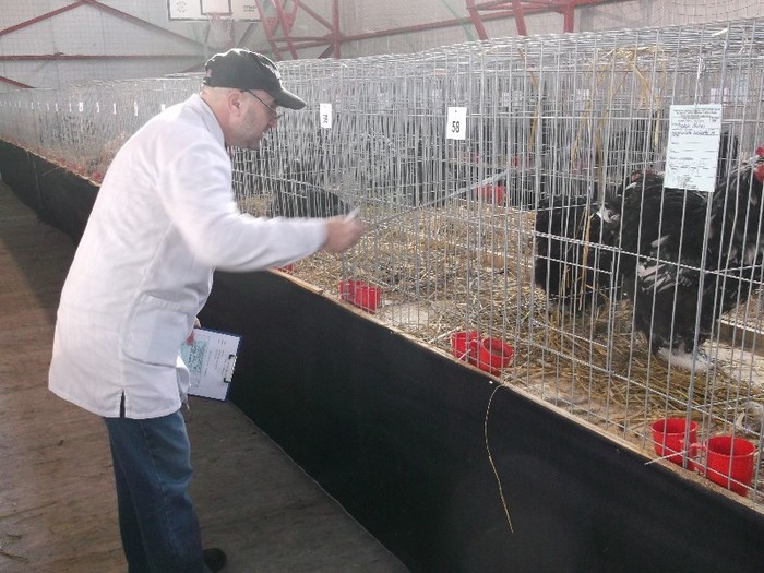 .................PITICE !!!