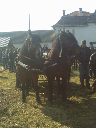 2 cai remeteni - Cai in diferite targuri