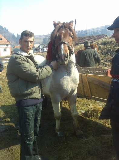 armasar 1 an  8 luni - Cai in diferite targuri