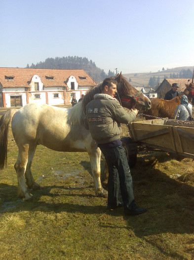 armasar 1 an 8 lunii - Cai in diferite targuri