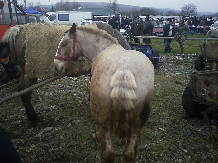 manza  9 luni - Cai in diferite targuri