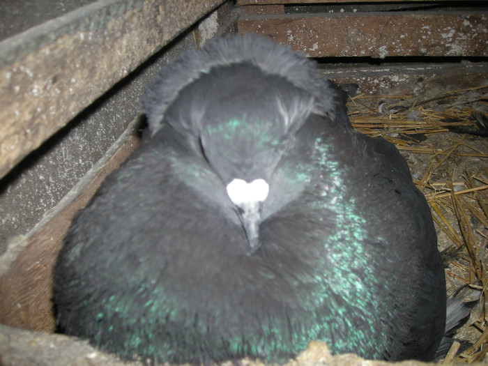 2012 pe oua - Porumbei uriasii maghiari