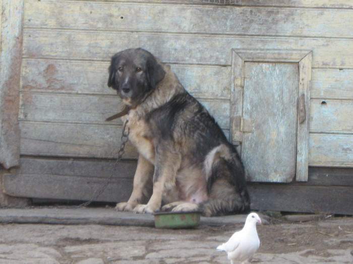 molda