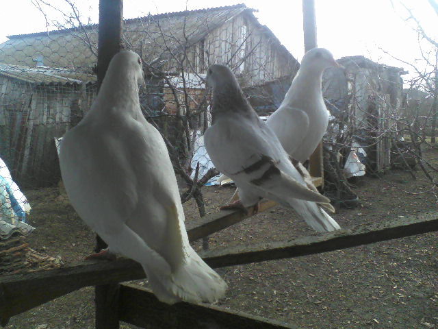 P15-01-12_14.04 - voiajori standard 2012