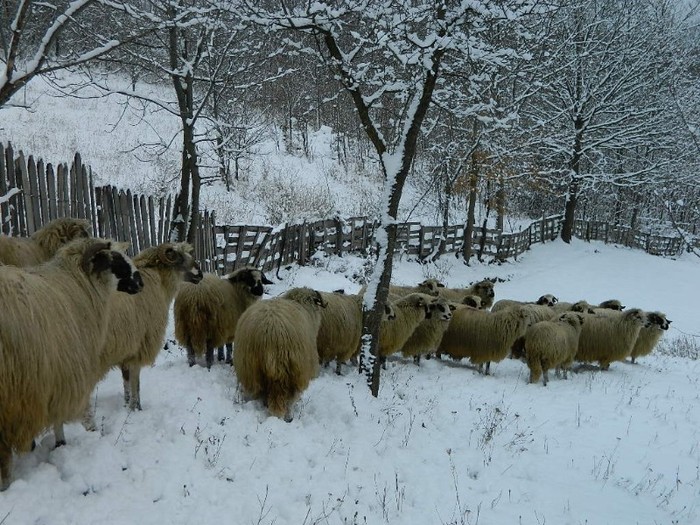 Picture 120; Oi turcane de Petrosani
