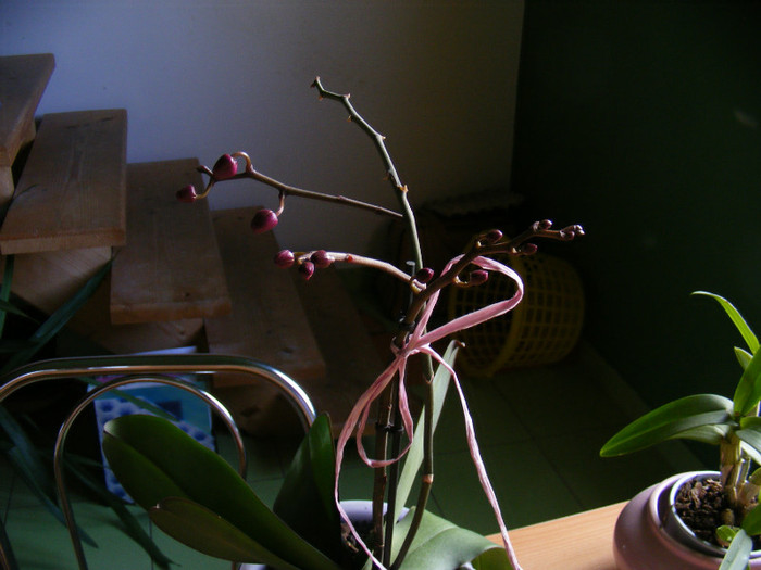 DSCF1340; 2 tije laterale   1 tija principala cu boboci
