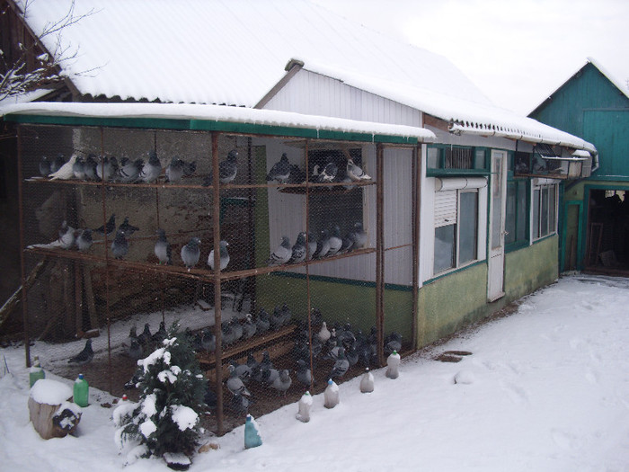 voliera lotu zbor 2012 iarna