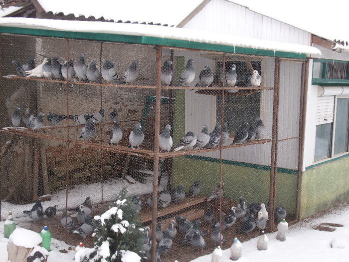 voliera lotu zbor 2012 iarna