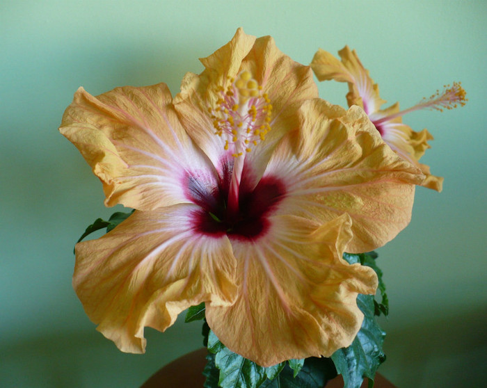 P1360707 - hibiscusi 2012