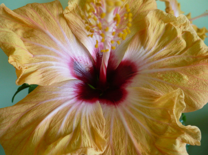 P1360709 - hibiscusi 2012
