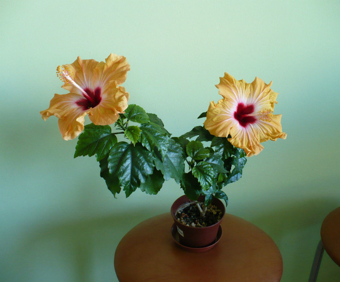 P1360711 - hibiscusi 2012