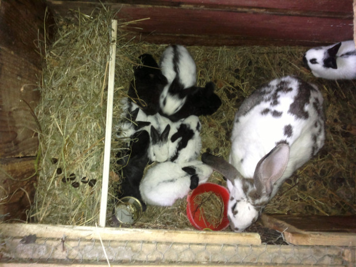 femela cu 9 pui metis - iepuri ian 2012