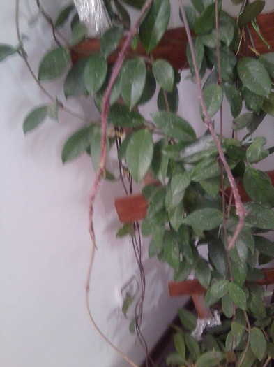 creste ...creste.. - floricele-2012
