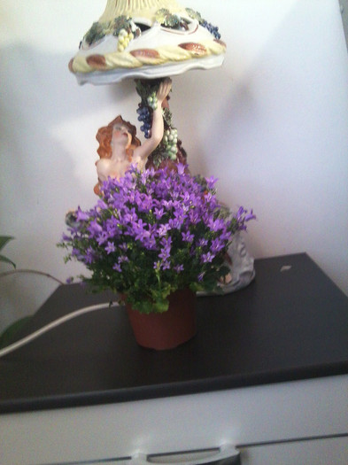 Fotografie2623 - floricele-2012