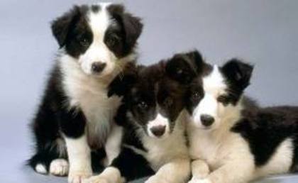 border-collie