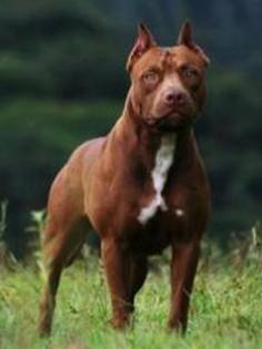 pitbul