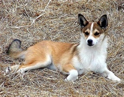 Lundehund norvegian - 0-  Top 10 Rase De Caini Rari -0