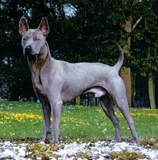 Thai ridgeback