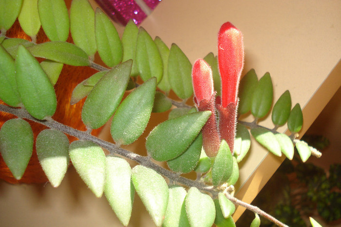 BOBOCI DE AESCHINANTHUS - FLORILE MELE -ALBUM2