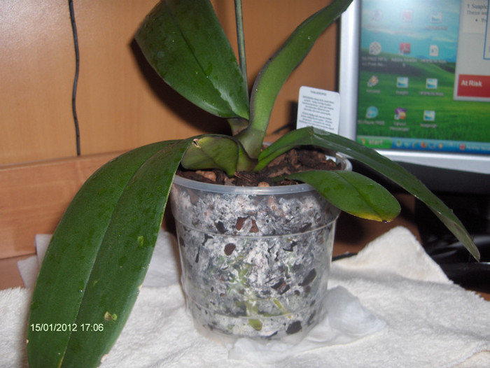 si asezata in substrat curat...