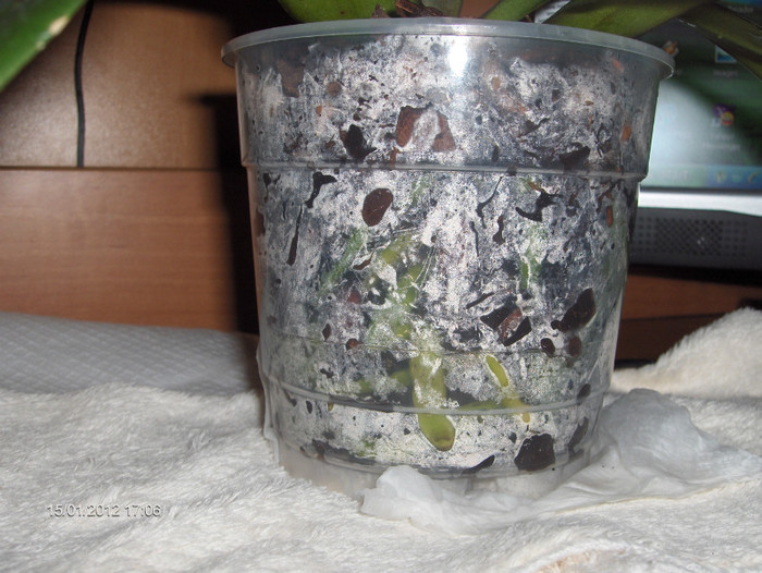 cu radacini sanatoase