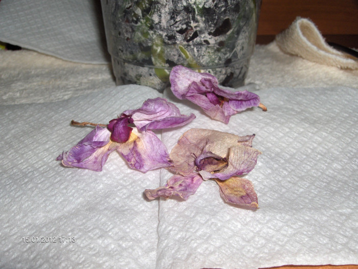 asa aratau florile uscate...