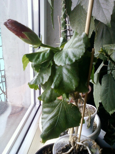 15 ian 2012 012 - hibiscus
