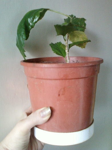 hibi adus din cuba; 15 ian 2012
